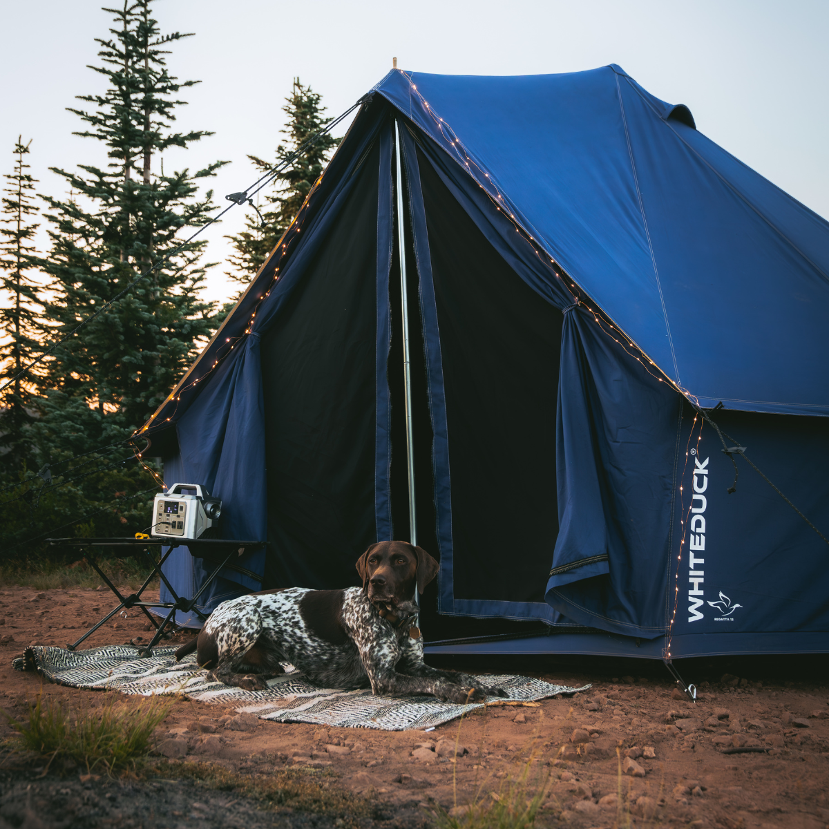 Blue tent with a dog sitting in front, surrounded by trees