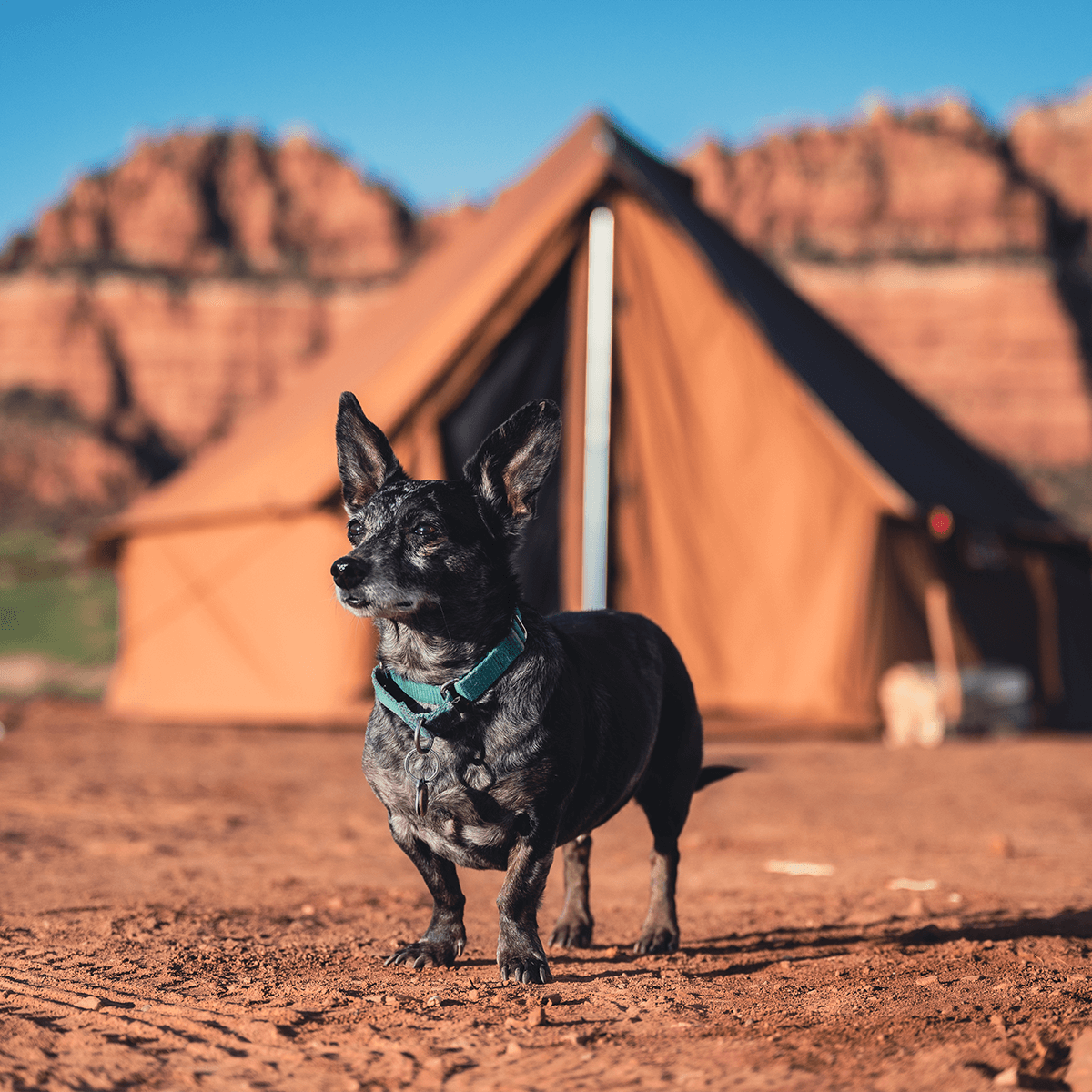 Dog standing in front of a tent with red rock formations in the background